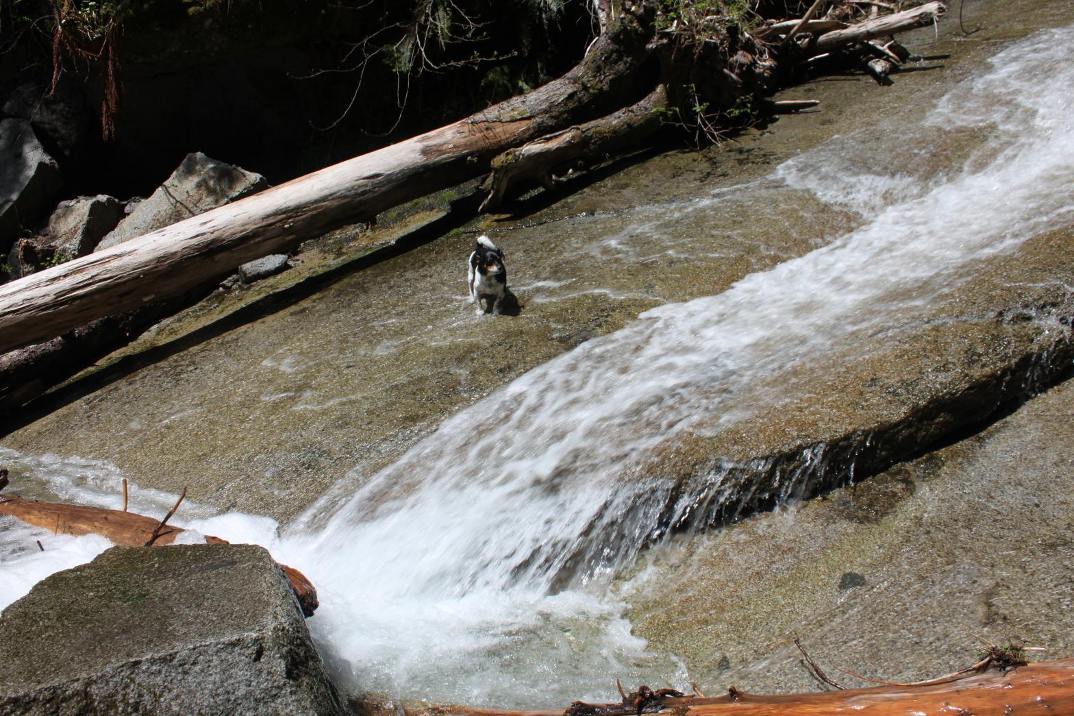 Mongo cooling down at Devils Peak Falls