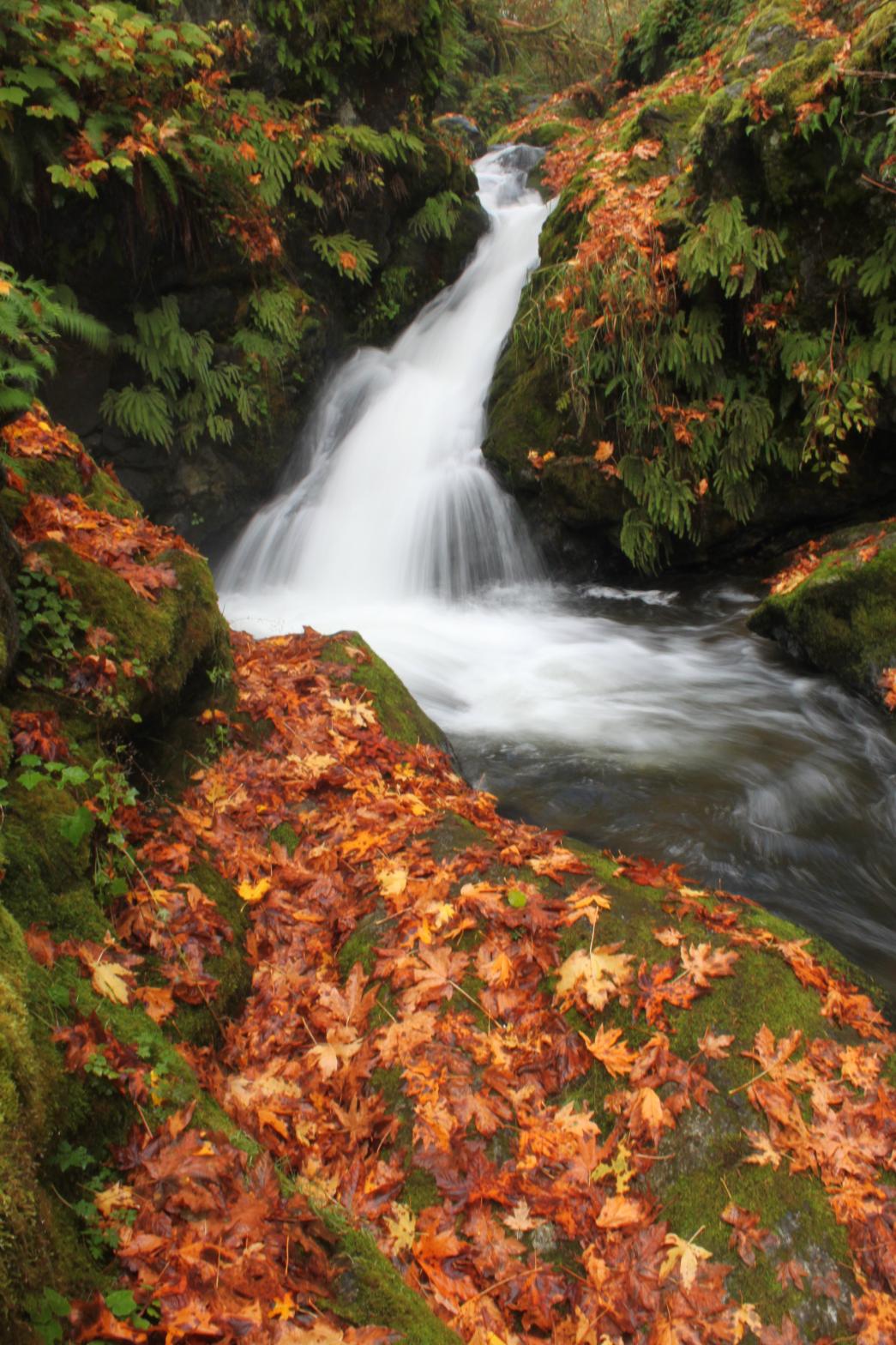 Maple Falls in Autumn